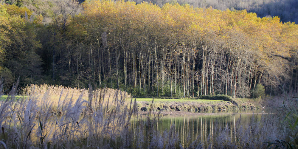 Humedal del Oria, ecosistema natural en Donostialdea